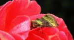 Błyszczka spiżówka (Diachrysia chrysitis)