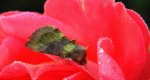 Błyszczka spiżówka (Diachrysia chrysitis)