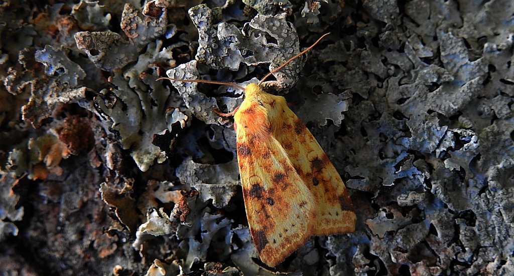 Xanthia icteritia