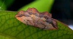 Nagodnik wycinek (Epione repandaria)