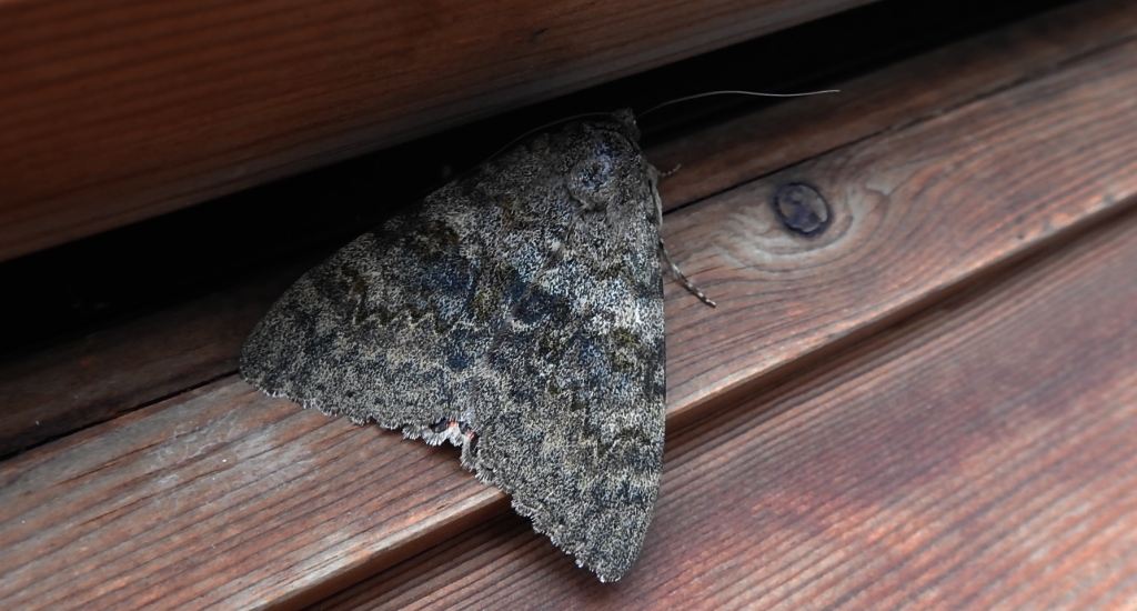 Wstęgówka topolówka, wstęgówka wydana (Catocala elocata)