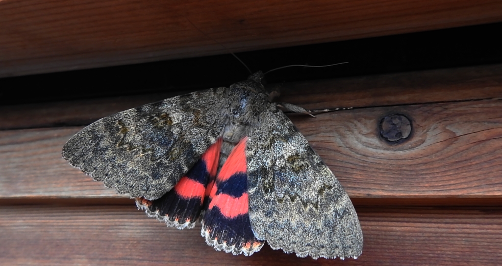 Wstęgówka topolówka, wstęgówka wydana (Catocala elocata)