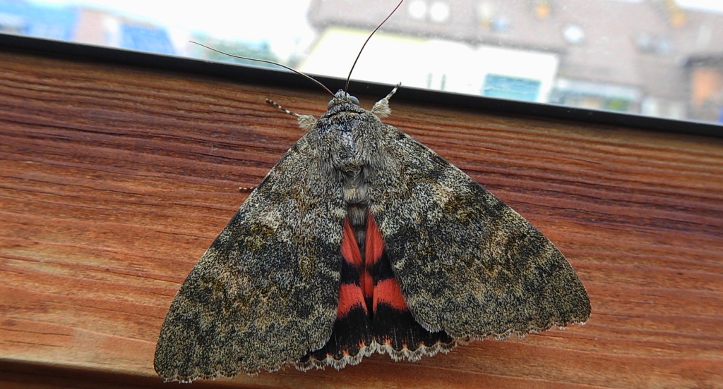Wstęgówka topolówka, wstęgówka wydana (Catocala elocata)