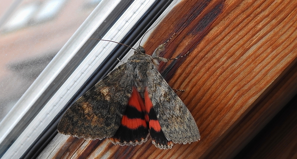 Wstęgówka topolówka, wstęgówka wydana (Catocala elocata)