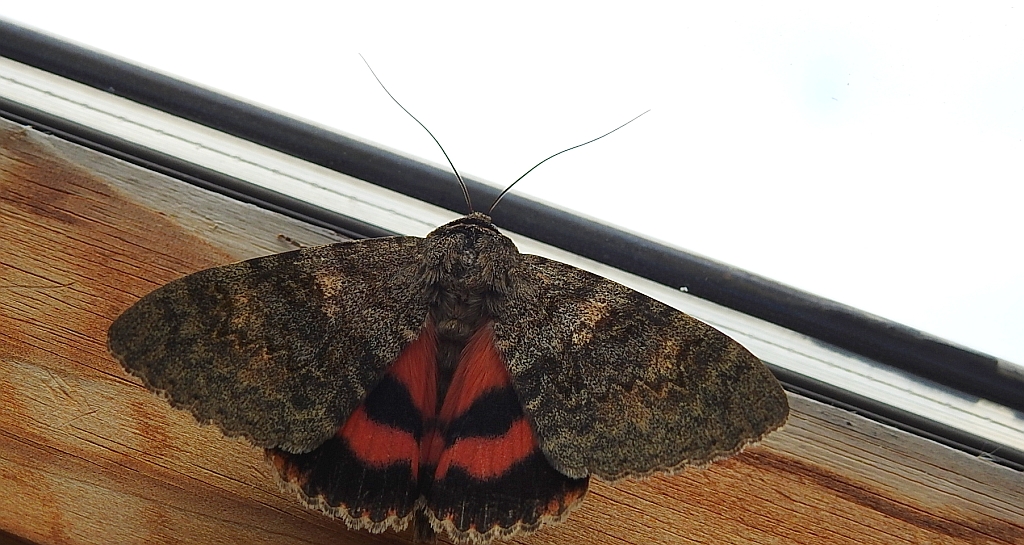 Wstęgówka topolówka, wstęgówka wydana (Catocala elocata)
