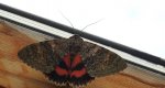 Wstęgówka topolówka, wstęgówka wydana (Catocala elocata)