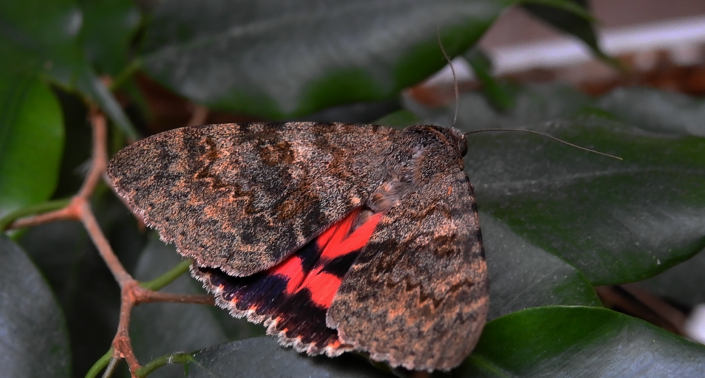Wstęgówka topolówka, wstęgówka wydana (Catocala elocata)
