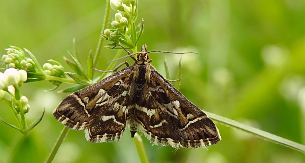 Diasemia reticularis