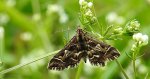 Diasemia reticularis