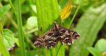 Diasemia reticularis