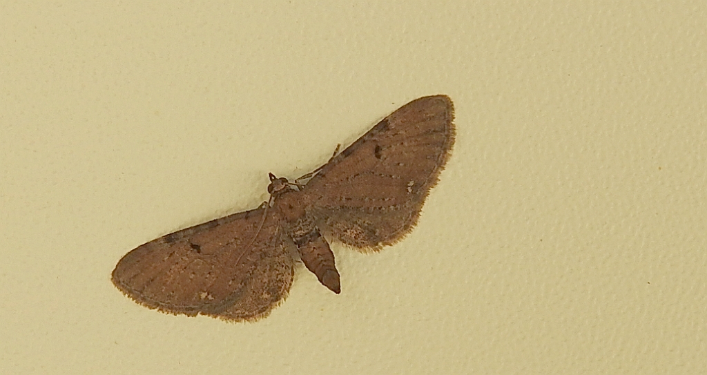 Grotnik nawłociak (Eupithecia virgaureata)