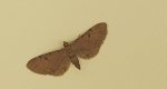 Grotnik nawłociak (Eupithecia virgaureata)