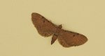 Grotnik nawłociak (Eupithecia virgaureata)