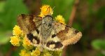 Słonecznica szczeciówka (Heliothis viriplaca)