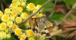 Słonecznica szczeciówka (Heliothis viriplaca)