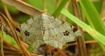 Witalnik zmiennik (Macaria alternata)