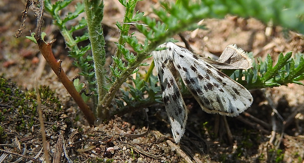 Pstrokówka przetakówka (Coscinia cribraria)