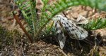 Pstrokówka przetakówka (Coscinia cribraria)