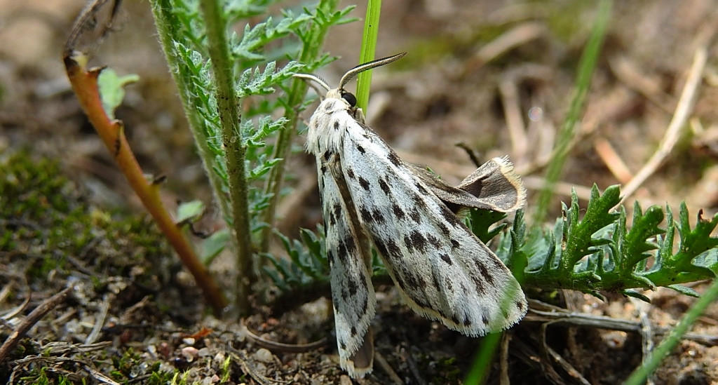 Pstrokówka przetakówka (Coscinia cribraria)