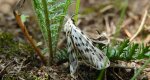 Pstrokówka przetakówka (Coscinia cribraria)