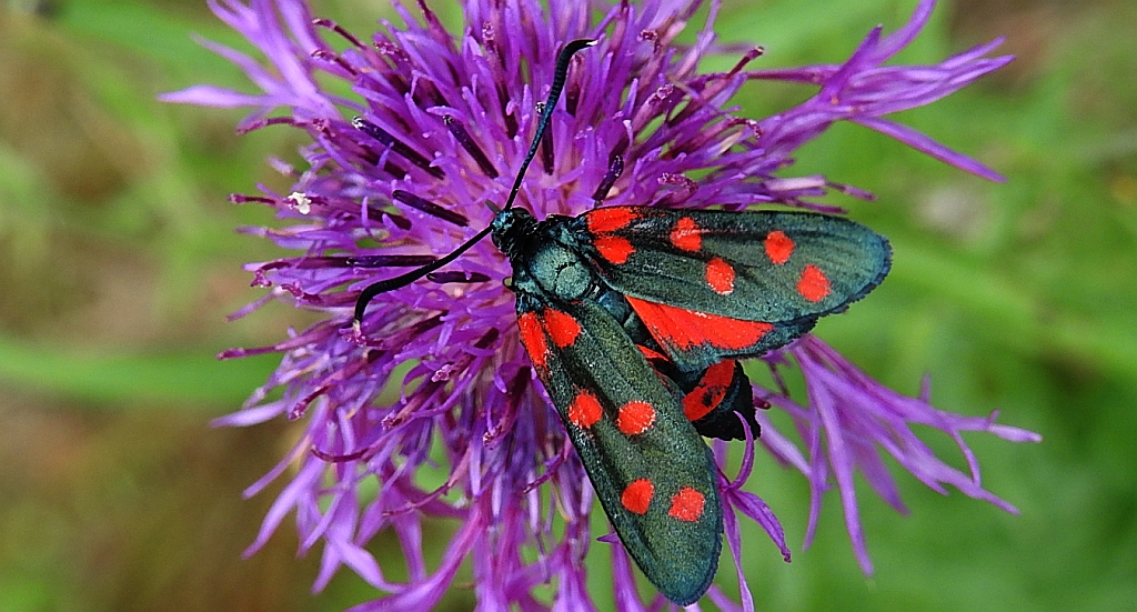 Kraśnik goryszowiec (Zygaena ephialtes)
