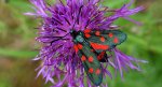 Kraśnik goryszowiec (Zygaena ephialtes)