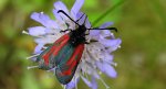 Kraśnik purpuraczek (Zygaena purpuralis)