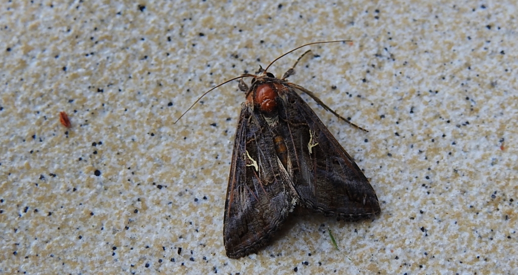 Autographa mandarina