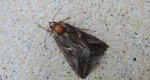 Autographa mandarina