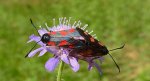 Kraśnik wykowiec (Zygaena viciae)