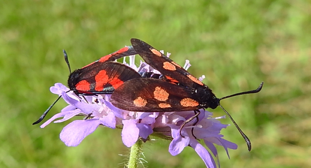 Kraśnik wykowiec (Zygaena viciae)