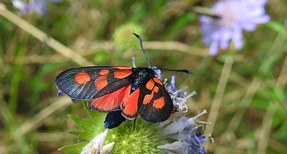 Kraśnik wykowiec (Zygaena viciae)