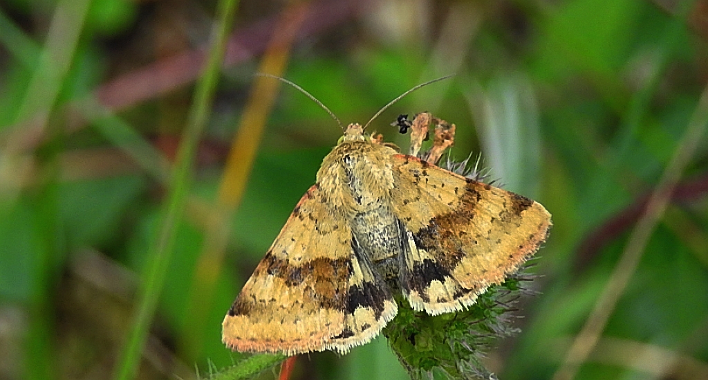 Słonecznica szczeciówka (Heliothis viriplaca)