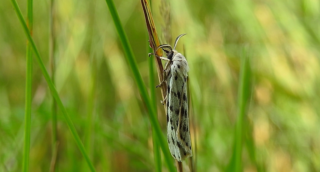 Pstrokówka przetakówka (Coscinia cribraria)