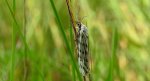 Pstrokówka przetakówka (Coscinia cribraria)