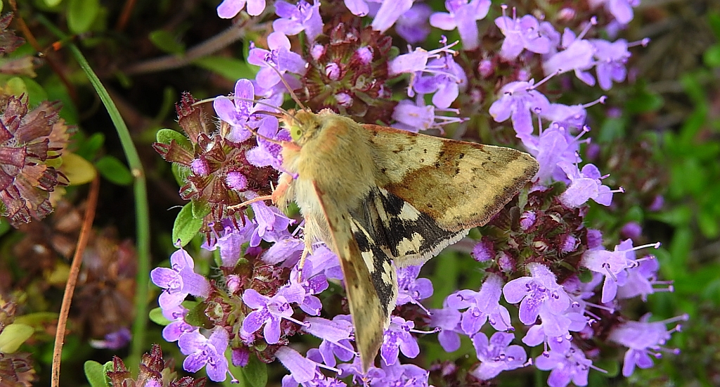Słonecznica szczeciówka (Heliothis viriplaca)
