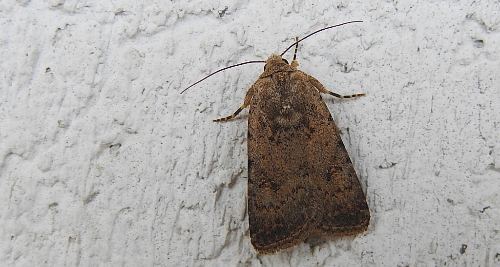 Światłówka izdebnica (Paradrina clavipalpis)
