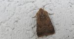 Światłówka izdebnica (Paradrina clavipalpis)