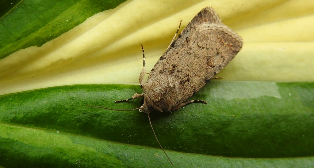 Światłówka izdebnica (Paradrina clavipalpis)
