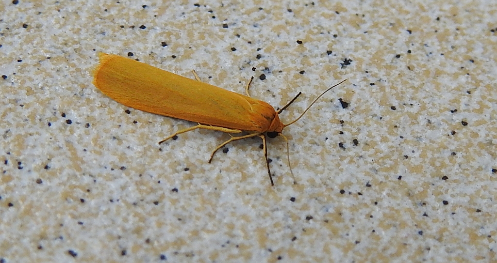 Fałdówka glinawica (Eilema lutarella)