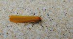 Fałdówka glinawica (Eilema lutarella)