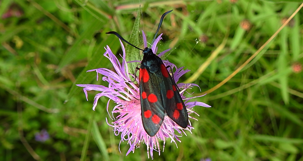 Kraśnik sześcioplamek (Zygaena filipendulae)