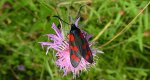 Kraśnik sześcioplamek (Zygaena filipendulae)