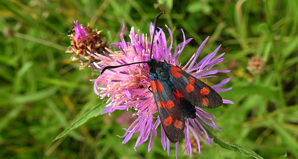 Kraśnik sześcioplamek (Zygaena filipendulae)