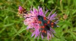 Kraśnik sześcioplamek (Zygaena filipendulae)