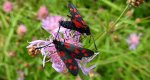 Kraśnik sześcioplamek (Zygaena filipendulae)
