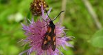 Kraśnik kminowiec (Zygaena cynarae)