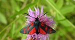 Kraśnik sześcioplamek (Zygaena filipendulae)