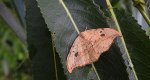 Wycinka sierpianka (Drepana falcataria)