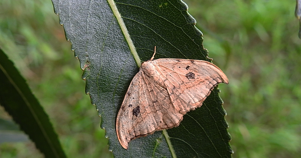 Wycinka sierpianka (Drepana falcataria)